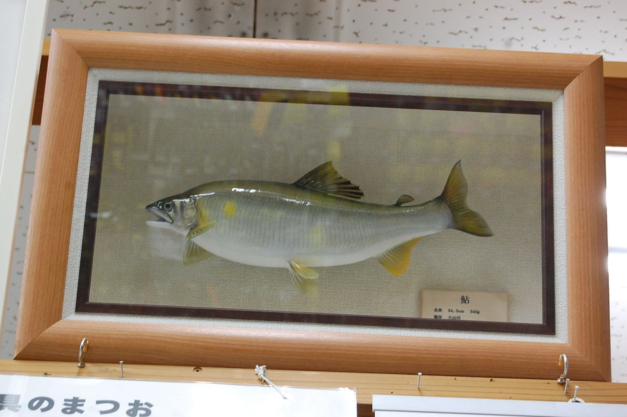 魚剥製(鮎) 魚剥製(鮎) - メルカリ