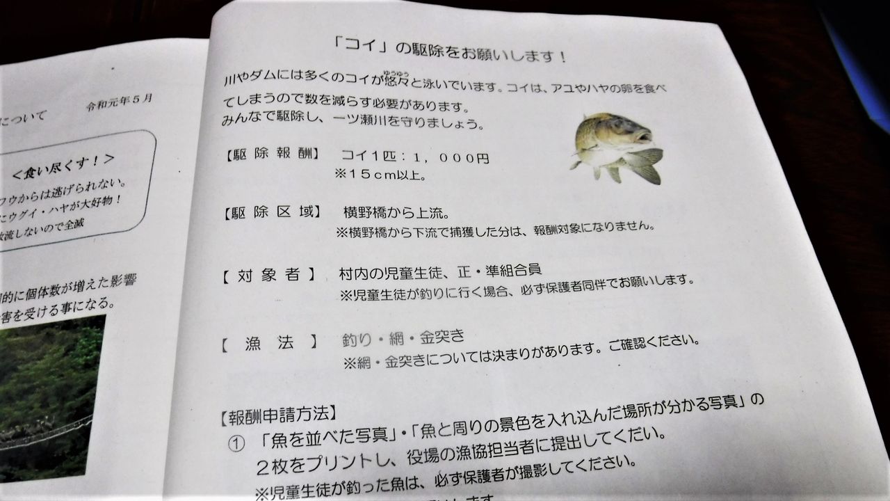 川鵜の実態調査と鯉の駆除 今日の釣りは何を釣る