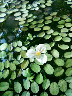 いつか蜂巣の花と Nowhere Man いつか蜂巣の花と Nowhere Man