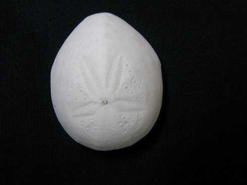 ブンブク＆ハスノハカシパン : ☆SeaBlog☆