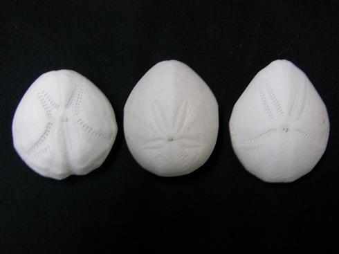 ブンブク＆ハスノハカシパン : ☆SeaBlog☆