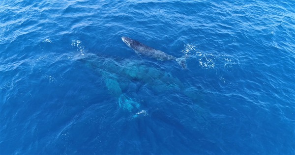 DJI_0012.MP4.00_00_35_31.Still001