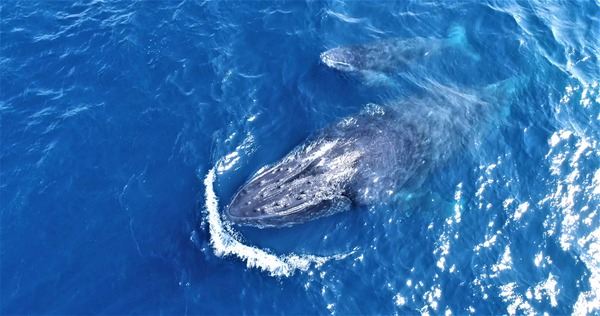 DJI_0013.00_01_16_32.Still007