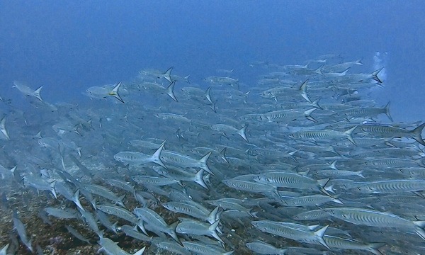 8343EC68-80A5-408F-BCF6-7B8D1EFAE525