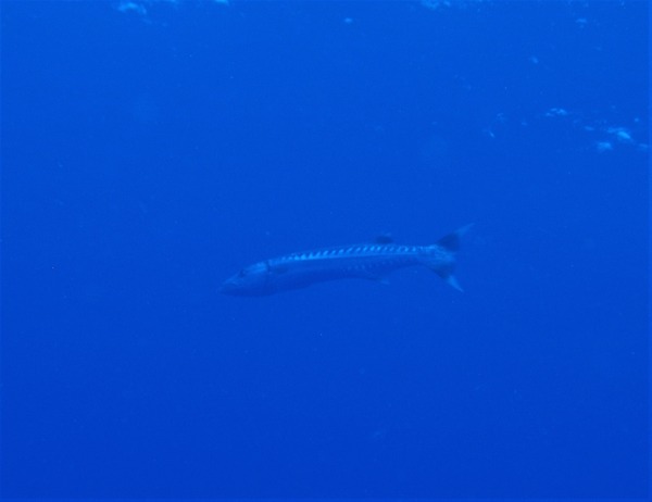 P8050825