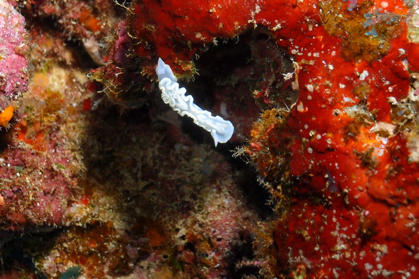 P2243695