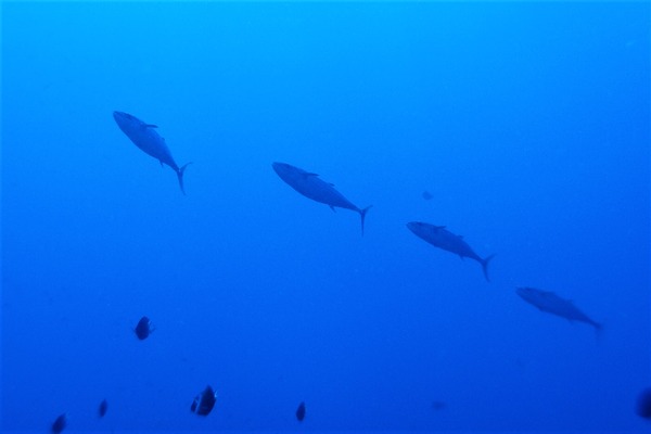 P6296476