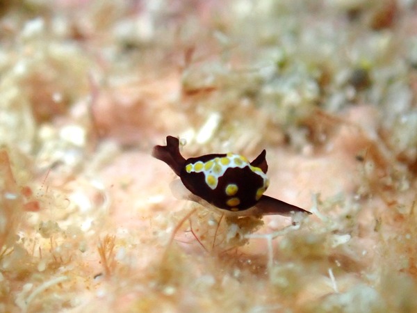 92DA3225-B107-4738-B14E-B3294A07AC50