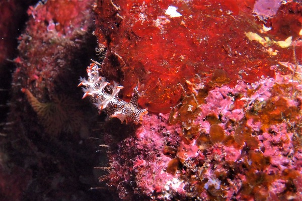 P2133580
