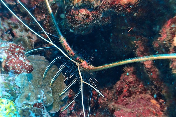 P2043287