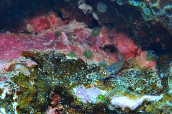 P2073324