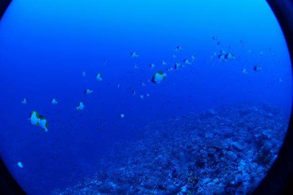P2093425