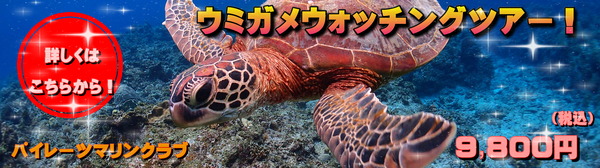 ウミガメウォッチングツアー
