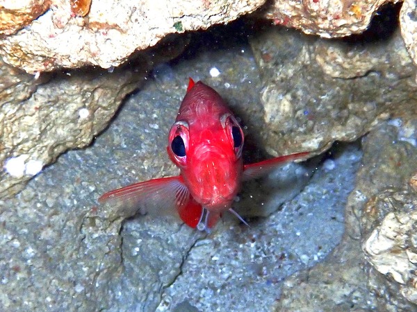 9228CF5B-CBB3-4A23-ABBF-185FBC748E2A