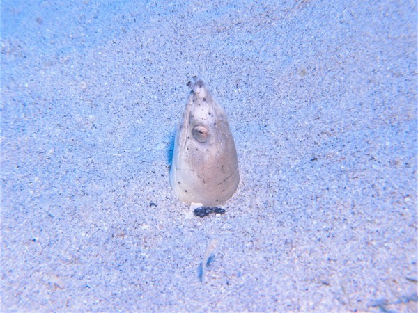 P4117095