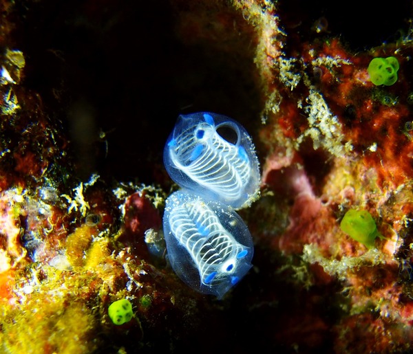 P3066287