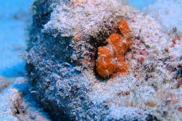 P2113521