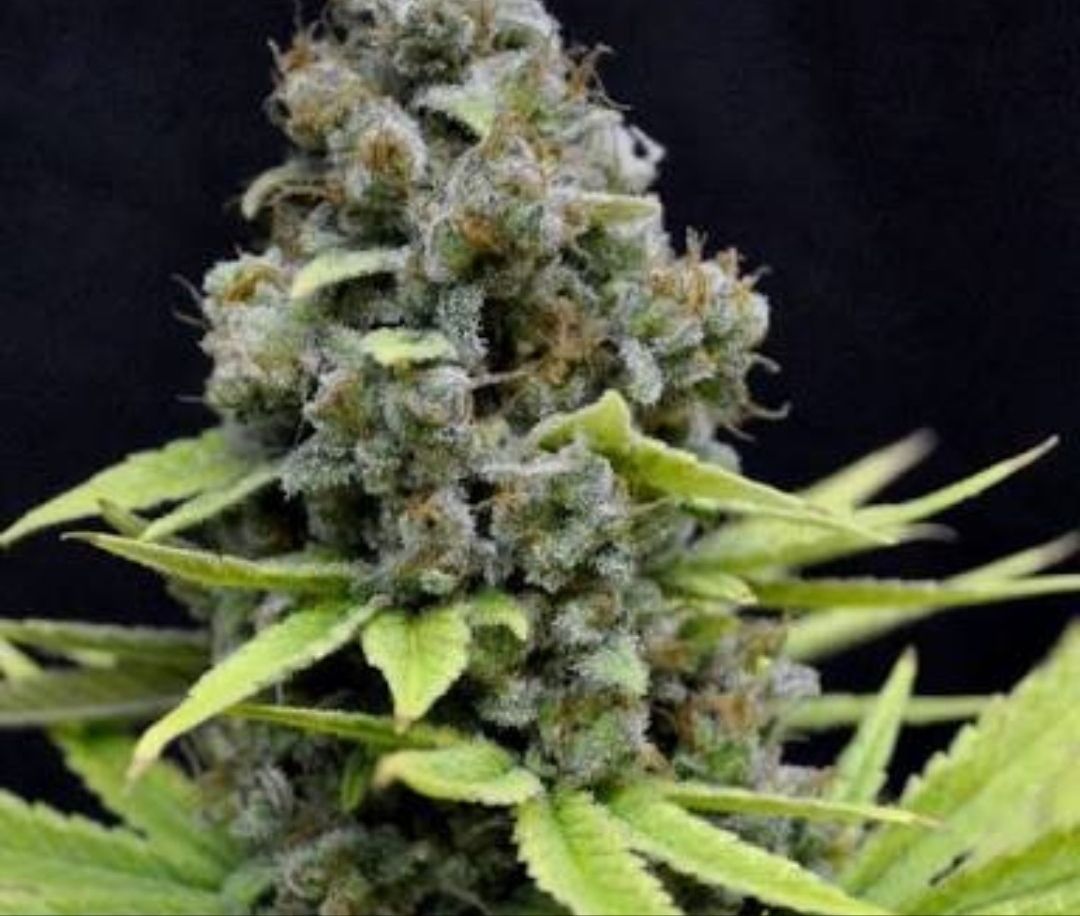 株 大麻