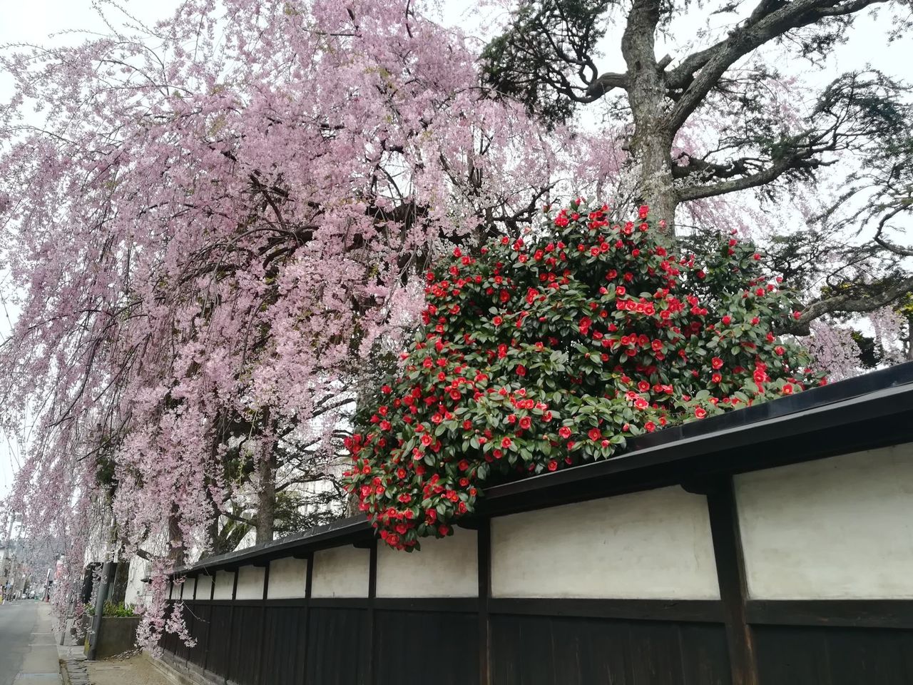 JGC修行その15 秋田・秋田空港① : おひとりさまの飛行機弾丸旅日記