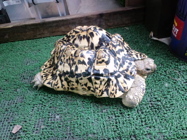 カメックスの進化前の名前が思い出せん カブ堂うなp カメックスの進化前の名前が思い出せん カブ堂うなp
