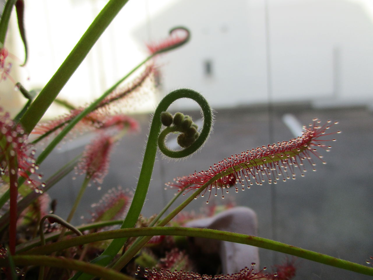食虫植物の花 うなぎを食べるなら うなぎ亭 不二 岩倉 北名古屋 小牧