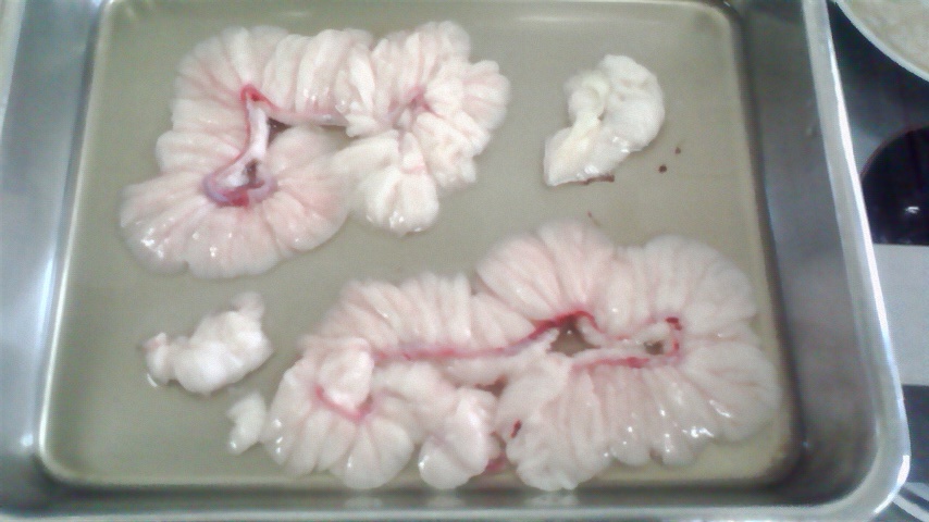 天然うなぎの卵 この時期だからこそ 大井川共水うなぎ100 浜松 うな正