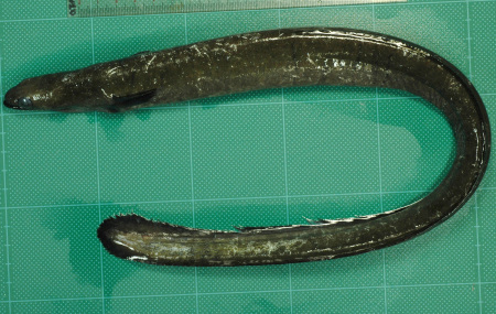 ニホンウナギ 世界初の親魚捕獲 マリアナ諸島西方で 大井川共水うなぎ100 浜松 うな正