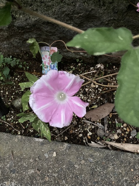 11C0AEF5-E201-48F3-9652-561C2840F969