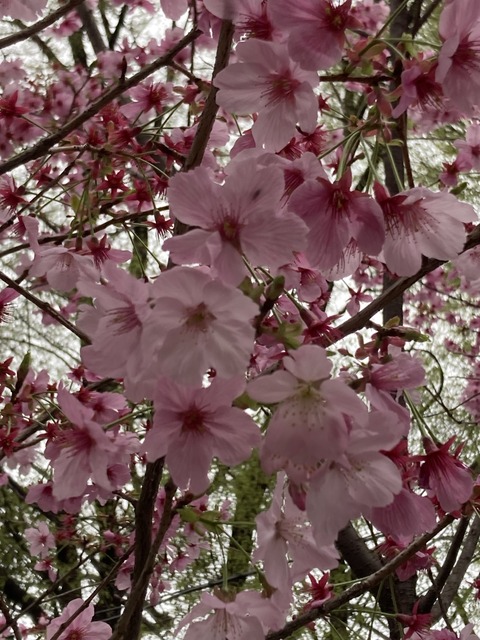 E1652E86-0822-43EC-8DF3-59D6ECEEB661