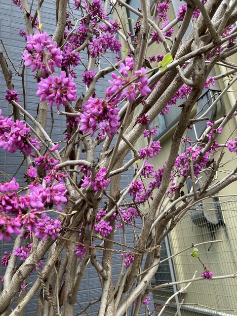 C28C6115-4840-42E0-A664-D76E066C19DA