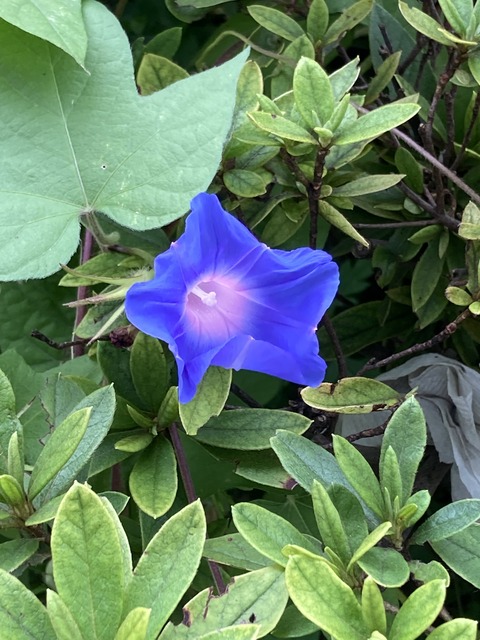 CA3FCBAD-1E3D-4A56-AB84-D58F1A60EBBA