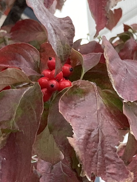 DEC8F3DB-FF4E-475D-81FE-1F59023F9A64