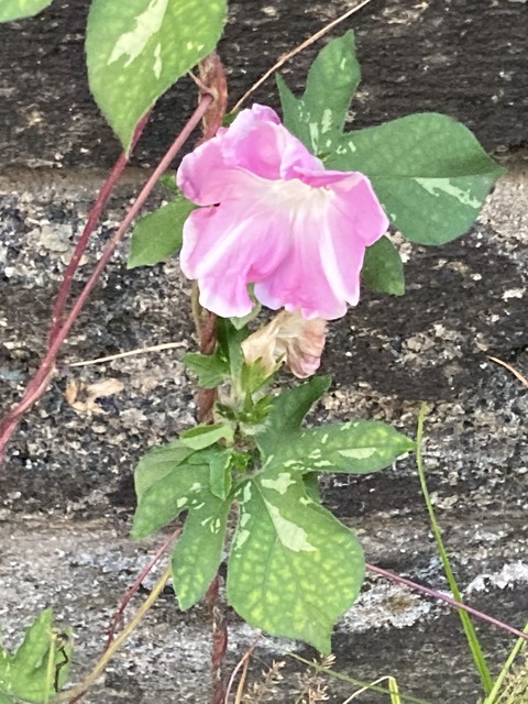 A19BFC2F-3FAF-41D7-B619-7601FFBDCE1C