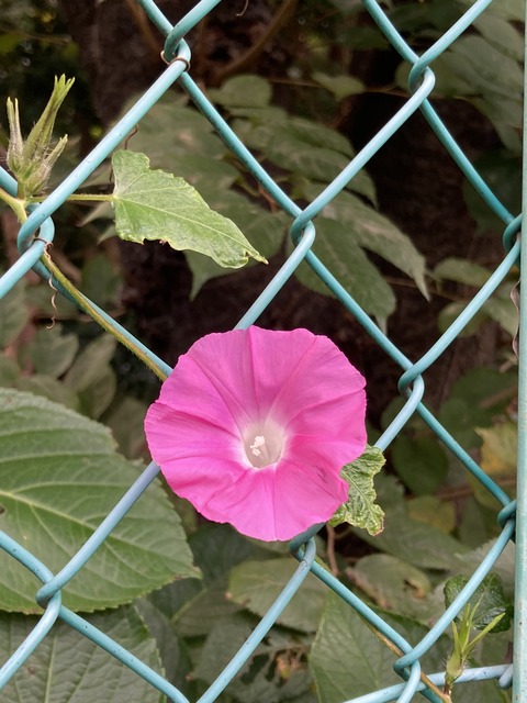 499FE3A0-C72D-4B9B-9BB7-1DC170CB3B3F