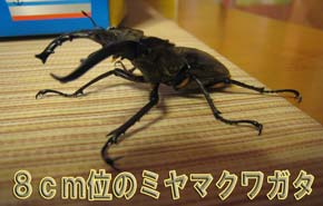 夏キャンプ9