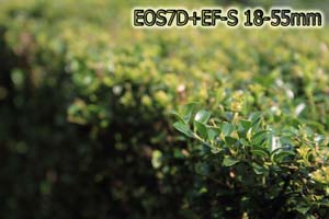 EOS7D_TEST_005