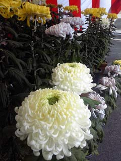 ���ܥ����󥿥�6