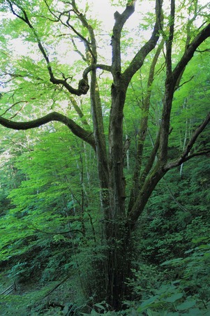 CAMP2010<br>
0718_016
