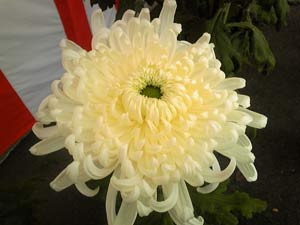 ���ܥ����󥿥�5