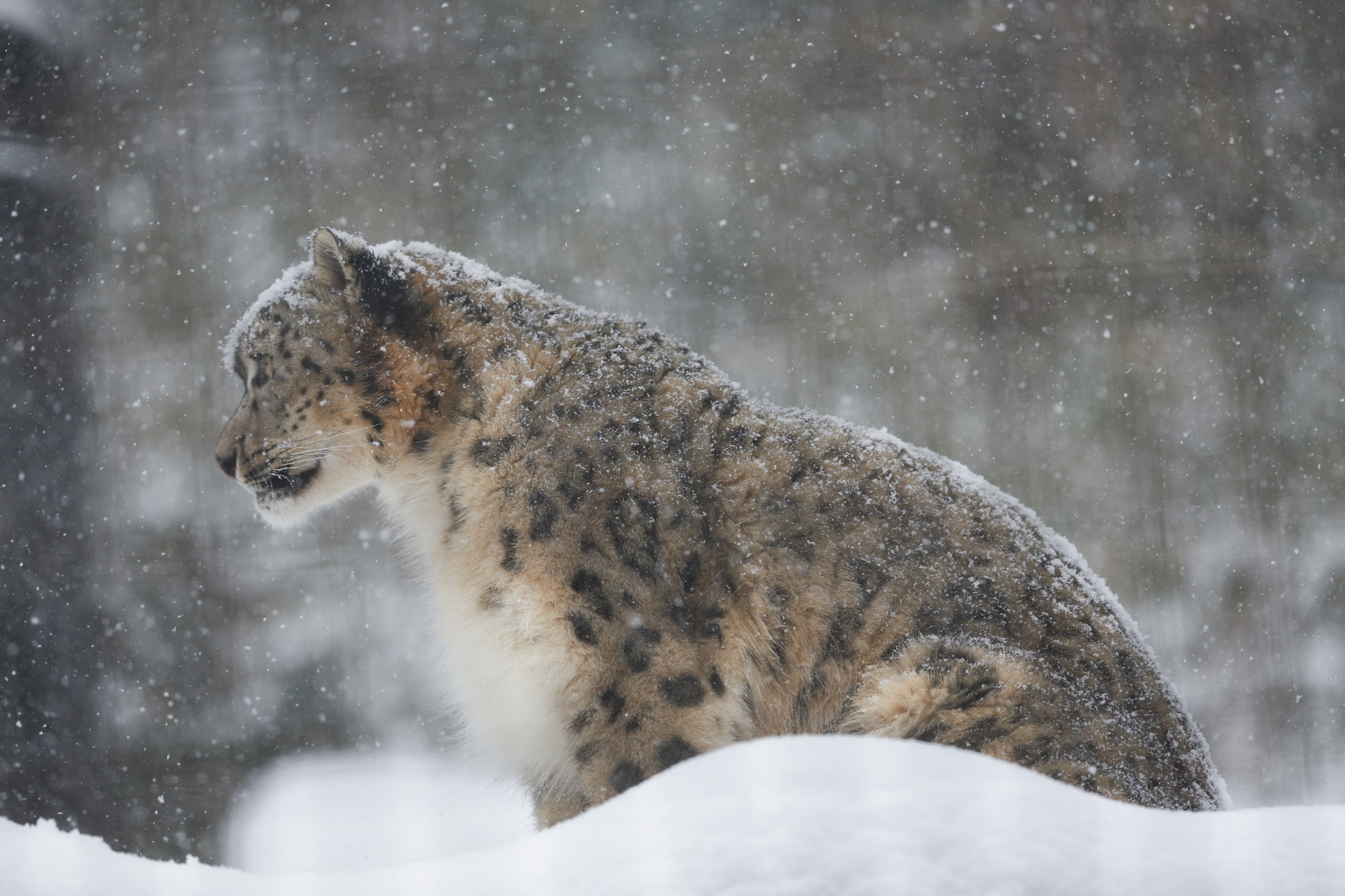 ユキヒョウと偽ユキヒョウと似非ユキヒョウ 下 ガルガル ベンガル