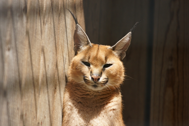 カラカルとシベリアオオヤマネコ ガルガル ベンガル カラカルとシベリアオオヤマネコ ガルガル ベンガル