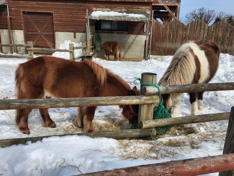poni