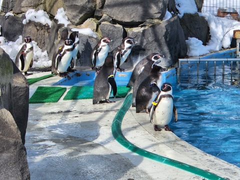 penguin