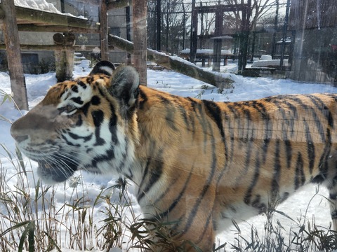 tora