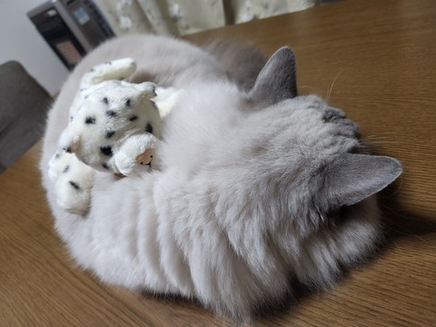 yukineko2