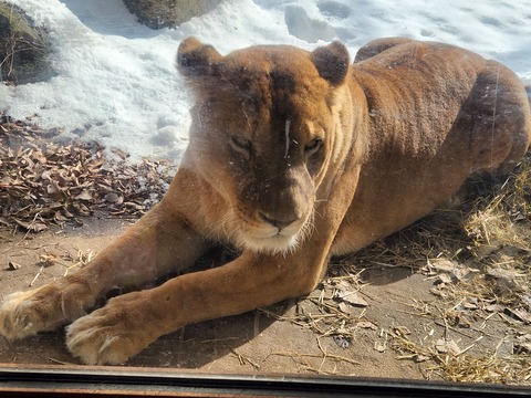 lion