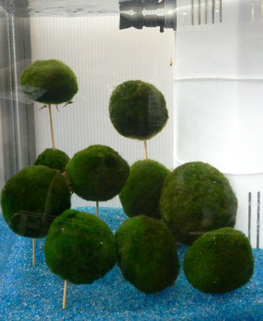 Marimo.jpg