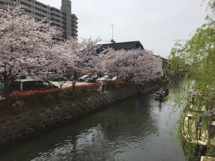 柳川の川下りは桜が咲く春先もオススメ さげもん祭りもいいね 共働き東京子育て奮闘記うにちっぷす