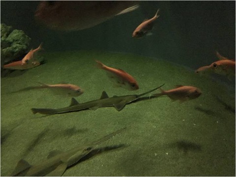 葛西臨海水族園 12