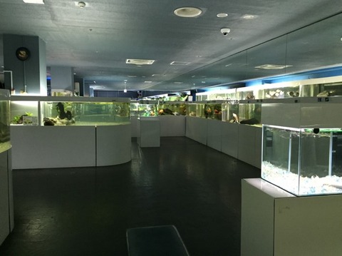 水族館 共働き東京子育て奮闘記うにちっぷす